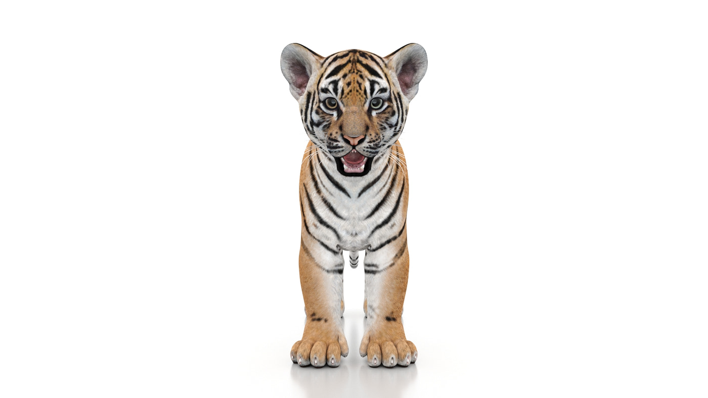 Animated Tiger Cub 3D Model - 360 Degree View
