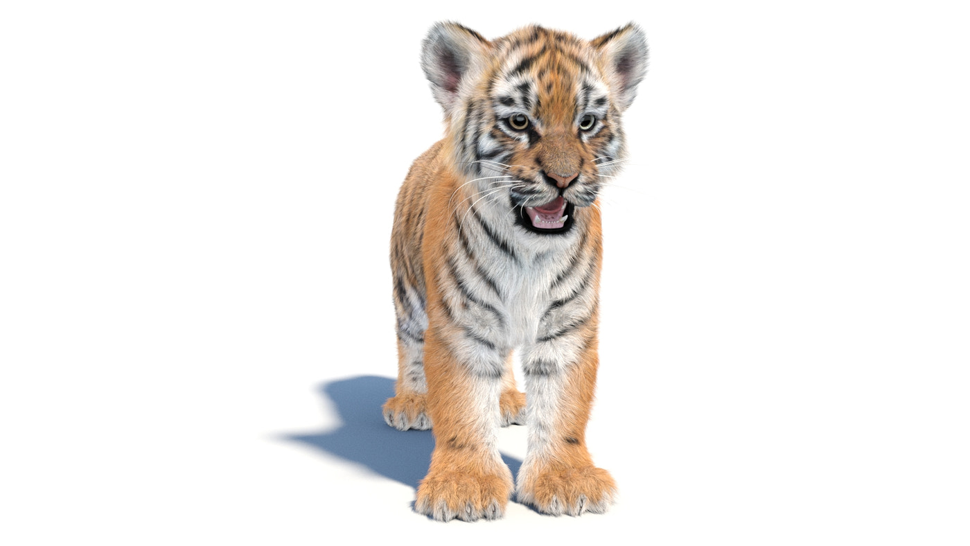 Tiger Cub 3D Model with Groomed Hair - 360 Degree View
