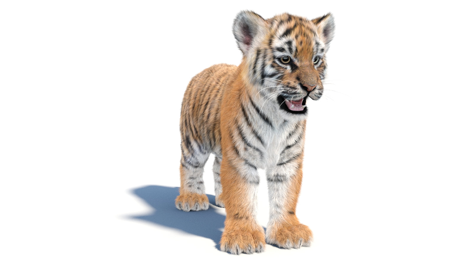 Animated Tiger Cub 3D Model with Groomed Hair 360° view 1 frame 2