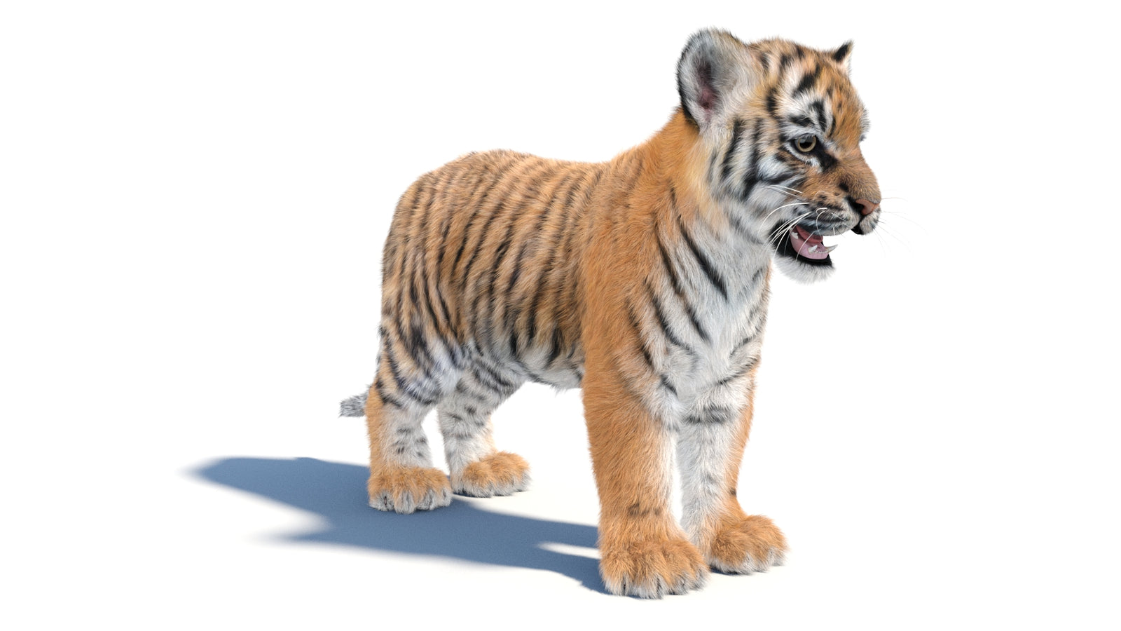 Animated Tiger Cub 3D Model with Groomed Hair 360° view 1 frame 4