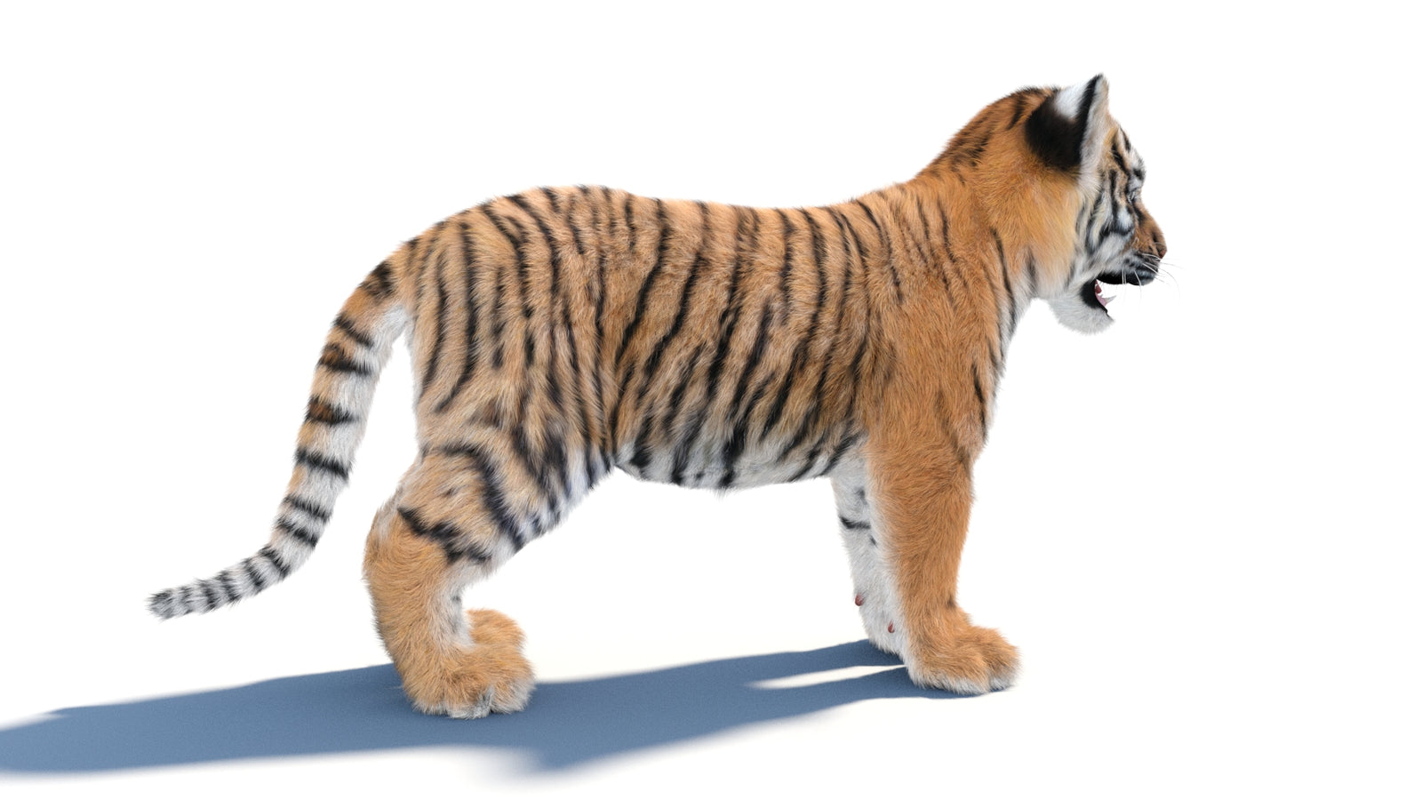 Animated Tiger Cub 3D Model with Groomed Hair 360° view 1 frame 10