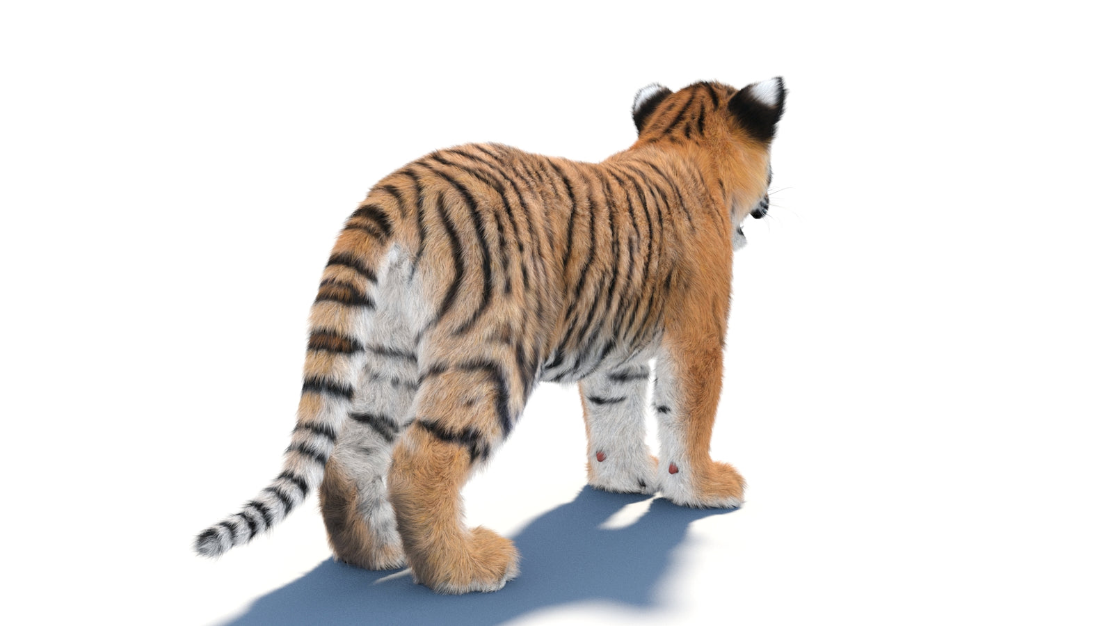 Animated Tiger Cub 3D Model with Groomed Hair 360° view 1 frame 14