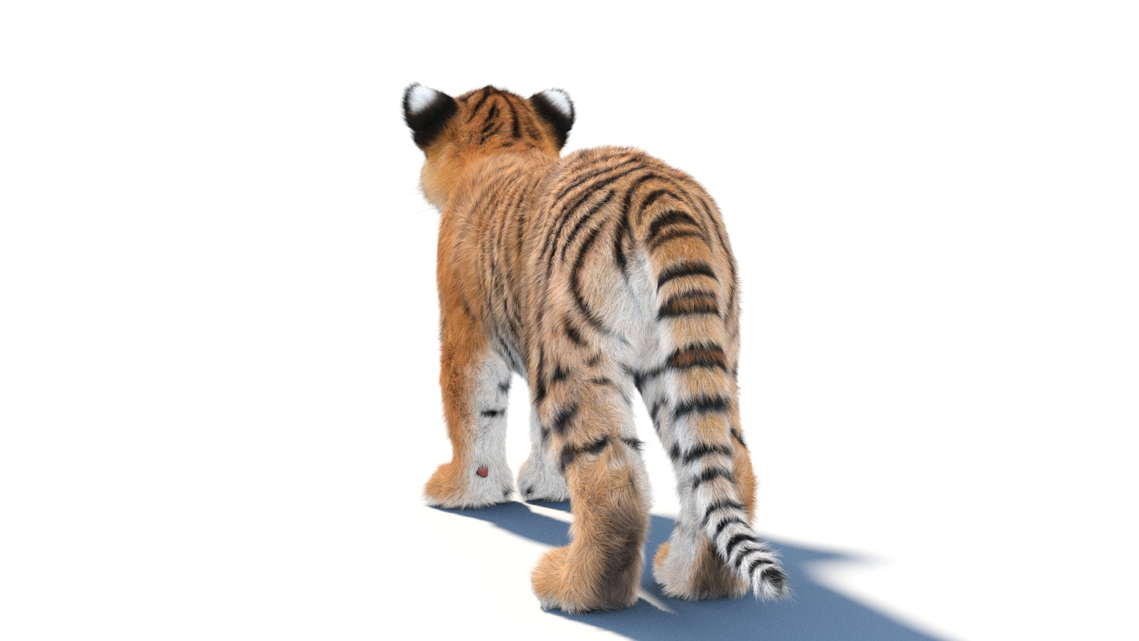 Animated Tiger Cub 3D Model with Groomed Hair 360° view 1 frame 20