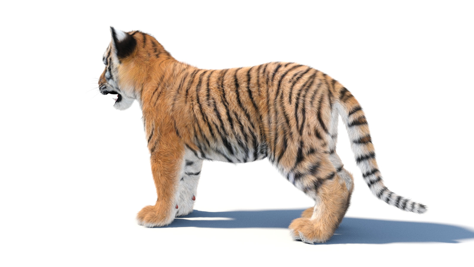 Animated Tiger Cub 3D Model with Groomed Hair 360° view 1 frame 25