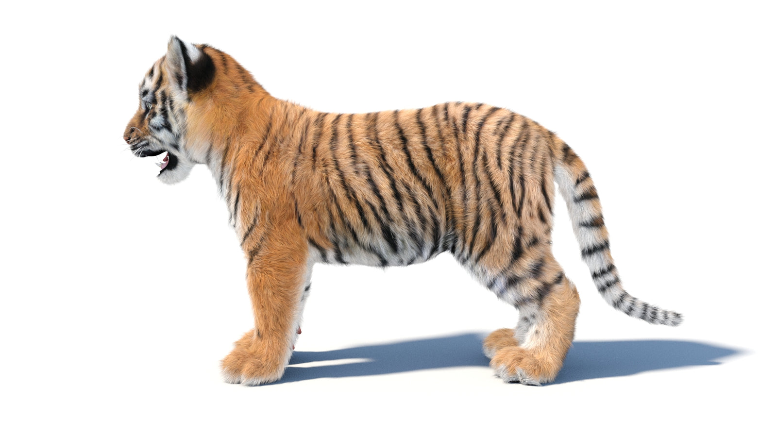 Animated Tiger Cub 3D Model with Groomed Hair 360° view 1 frame 27
