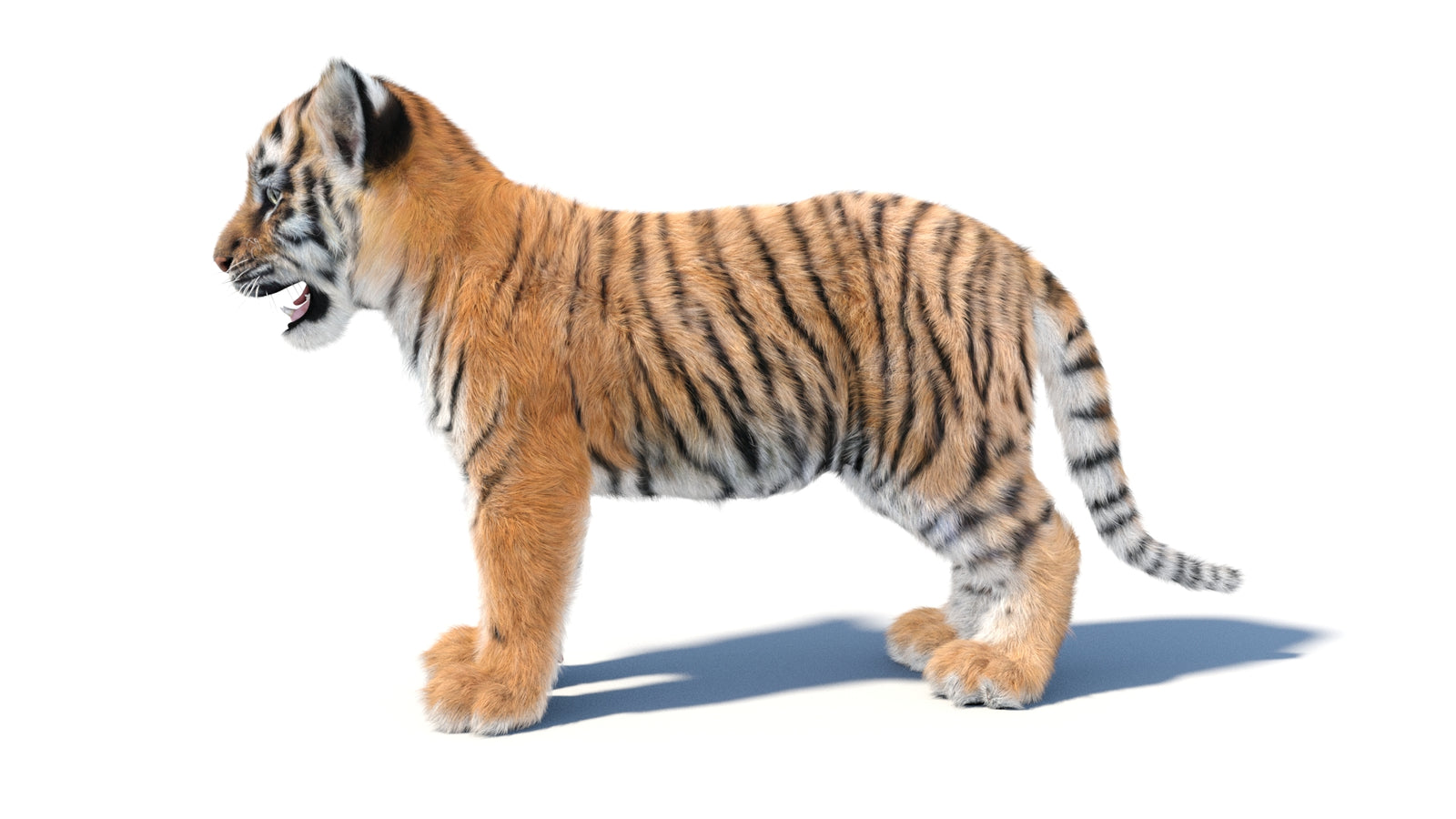 Animated Tiger Cub 3D Model with Groomed Hair 360° view 1 frame 28