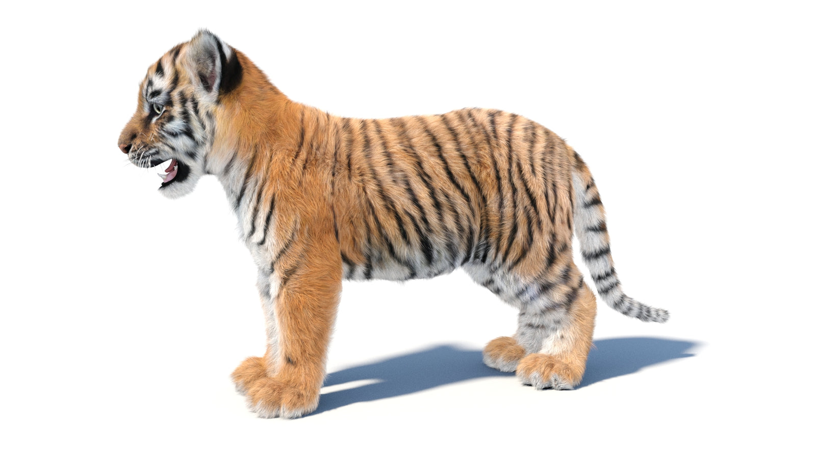Animated Tiger Cub 3D Model with Groomed Hair 360° view 1 frame 29