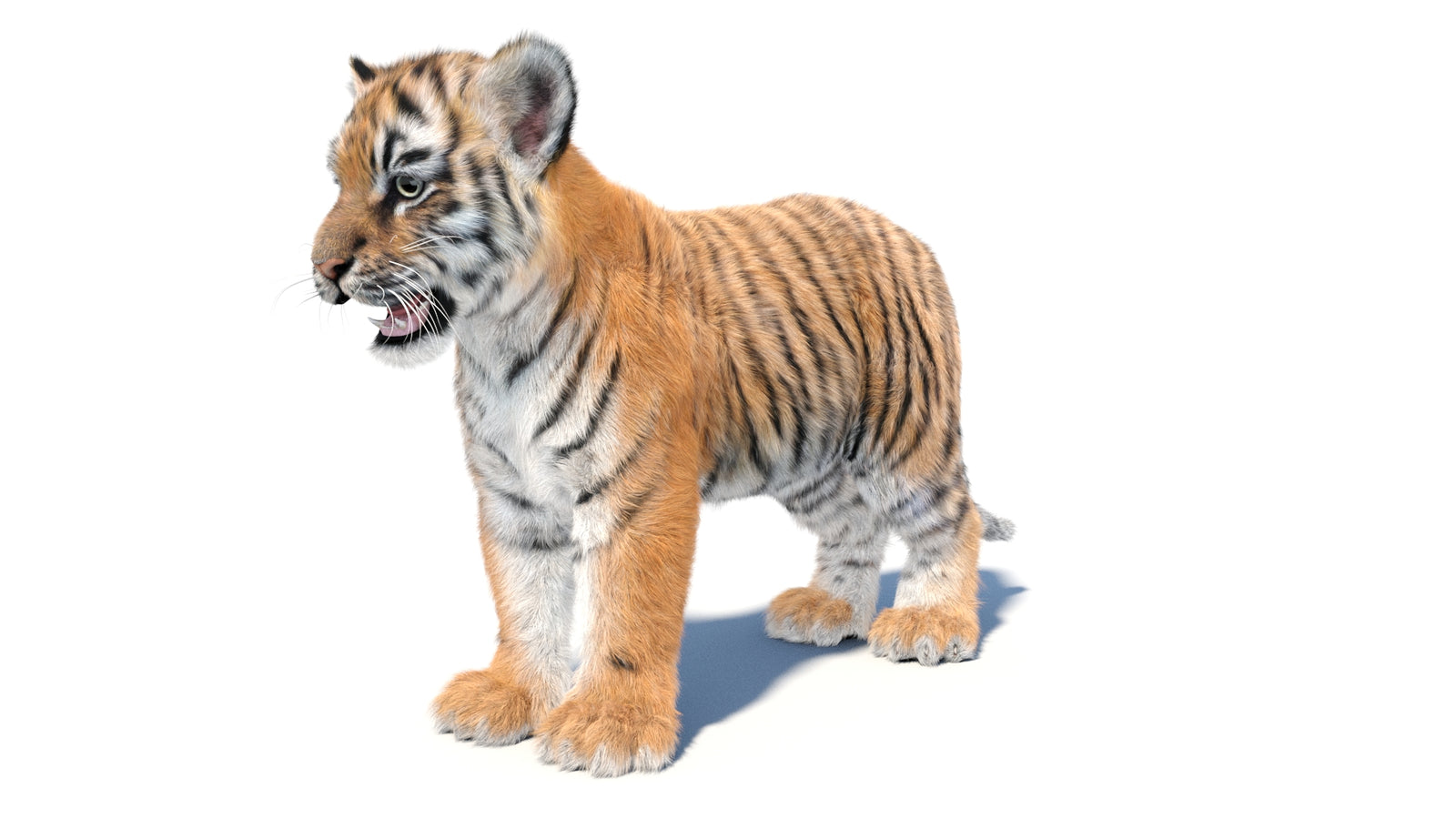 Animated Tiger Cub 3D Model with Groomed Hair 360° view 1 frame 32