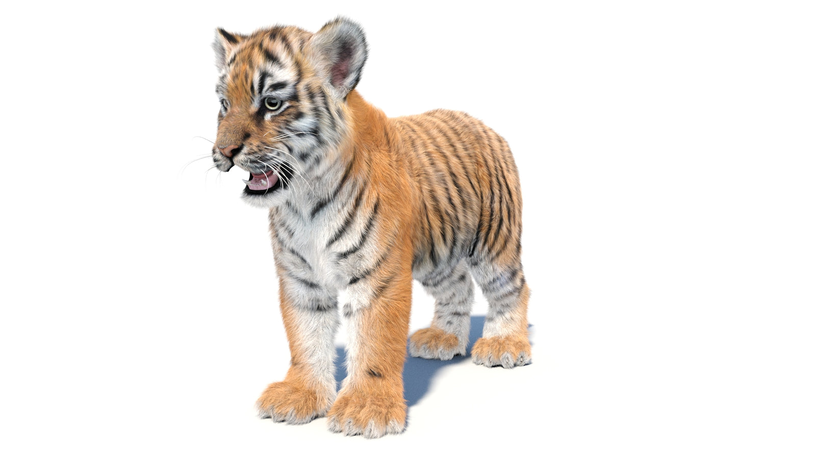 Animated Tiger Cub 3D Model with Groomed Hair 360° view 1 frame 33