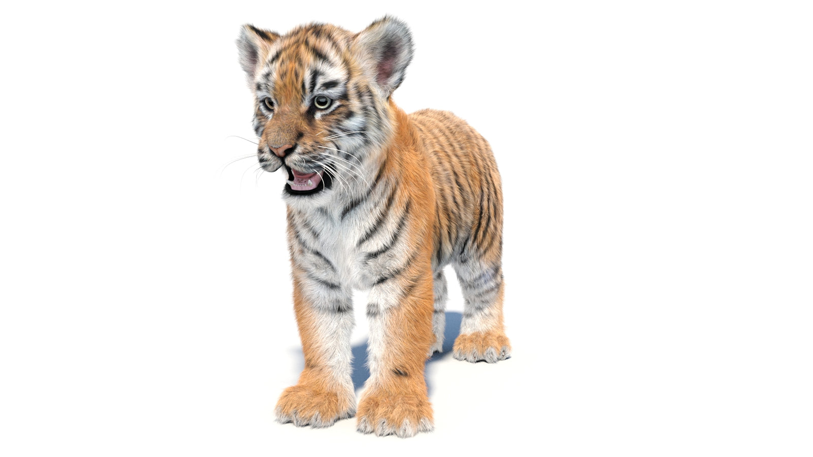 Animated Tiger Cub 3D Model with Groomed Hair 360° view 1 frame 34