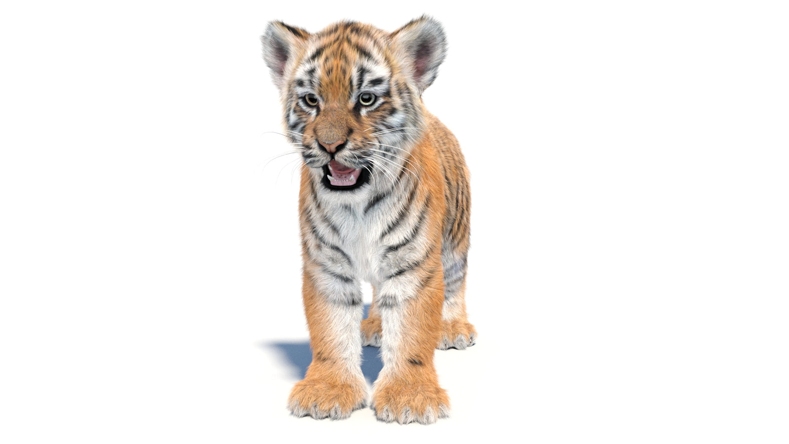 Animated Tiger Cub 3D Model with Groomed Hair 360° view 1 frame 35