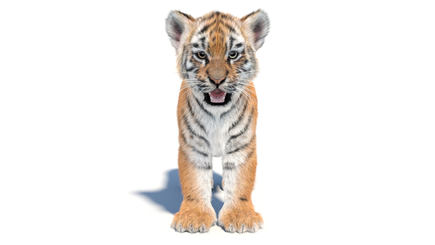 Tiger Cub 3D Model with Groomed Hair - 360 Degree View