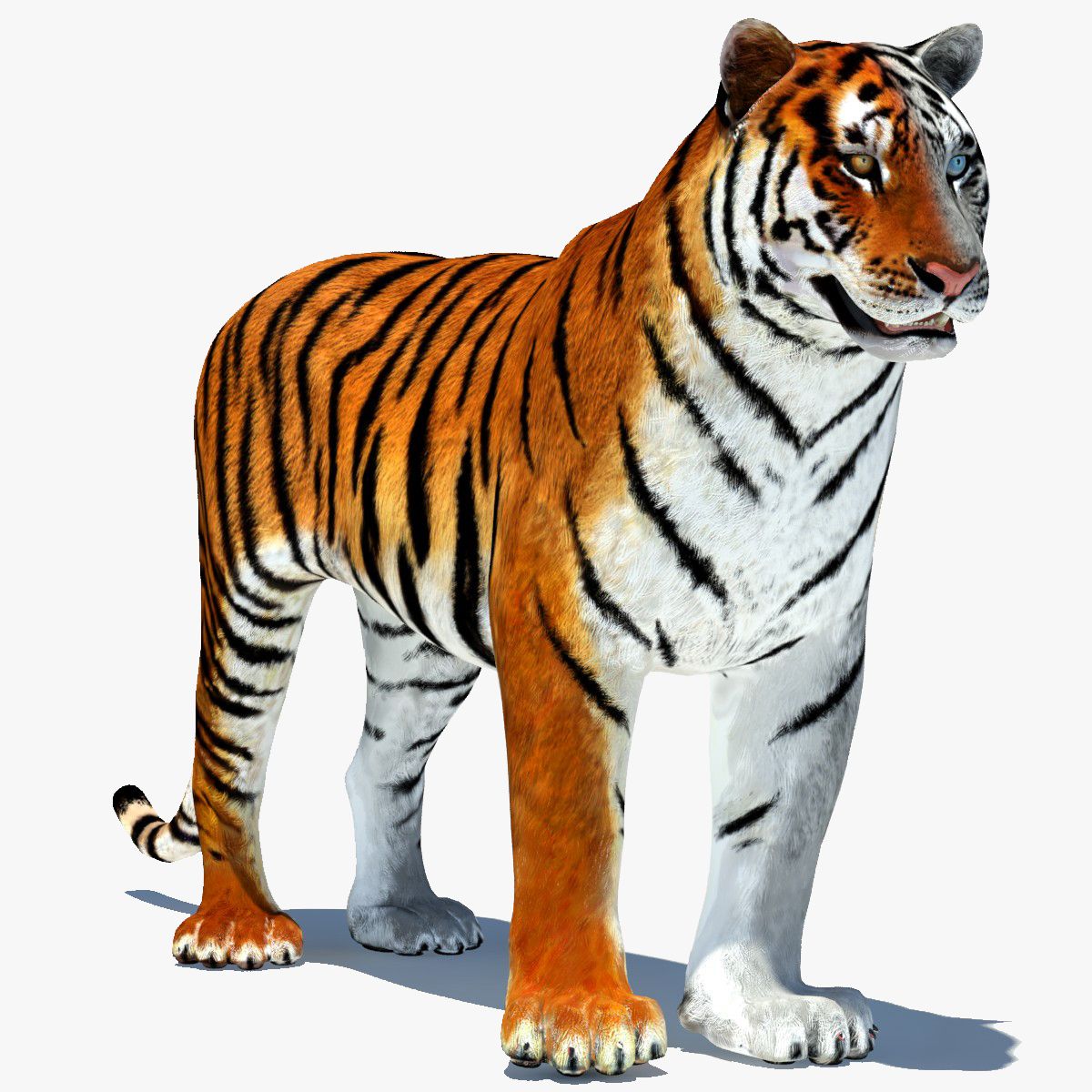 Animated Tiger 3D Model with White and Natural Variations