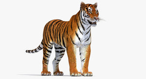 Realistic Tiger 3D Model for Download Thumbnail