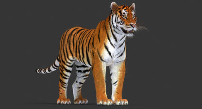 Big Cats 03 3D Model