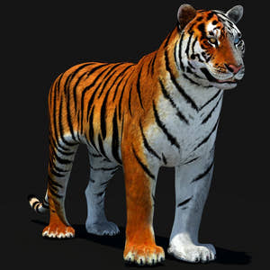 Animated Tiger 3D Model with White and Natural Variations Thumbnail