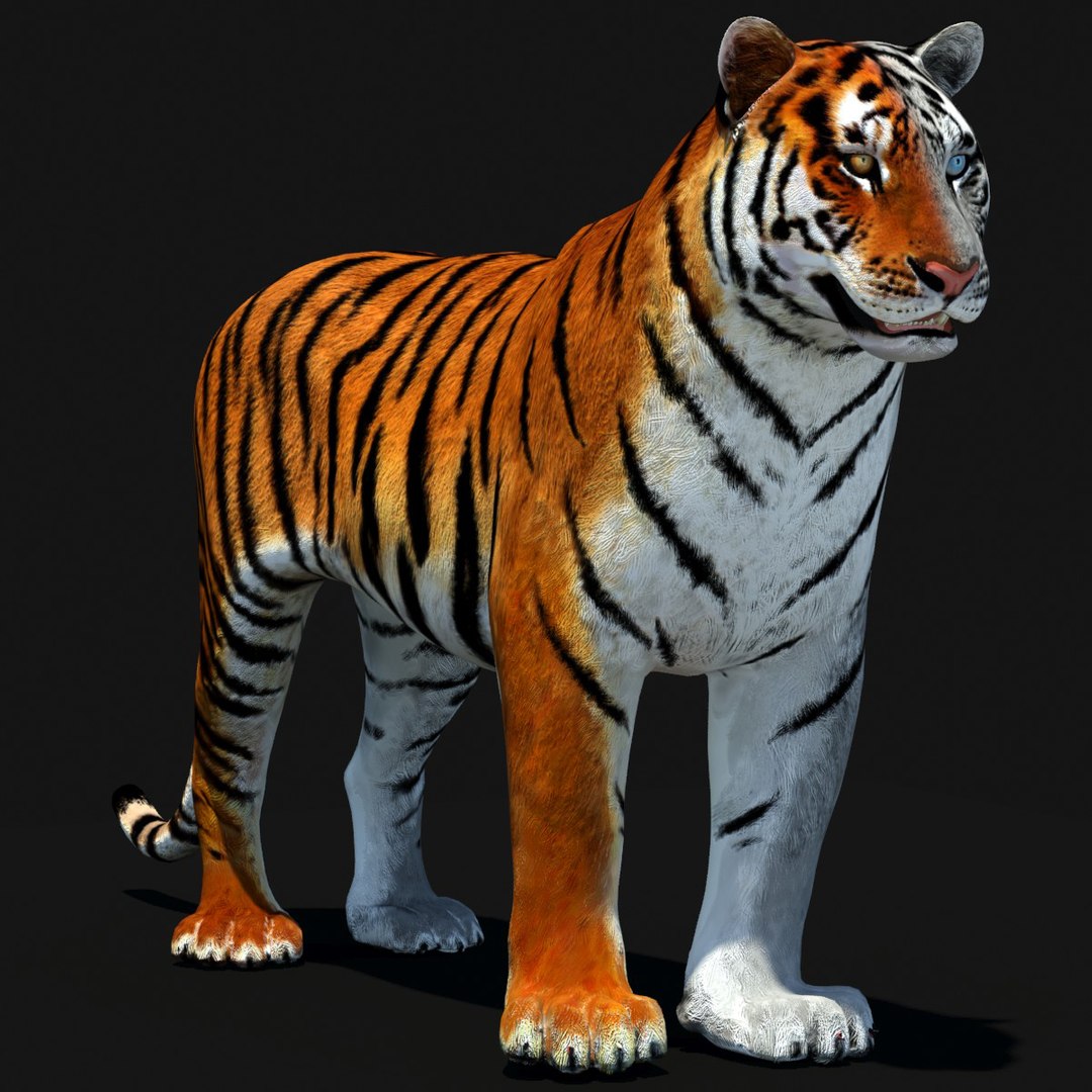 Animated Tiger 3D Model with White and Natural Variations