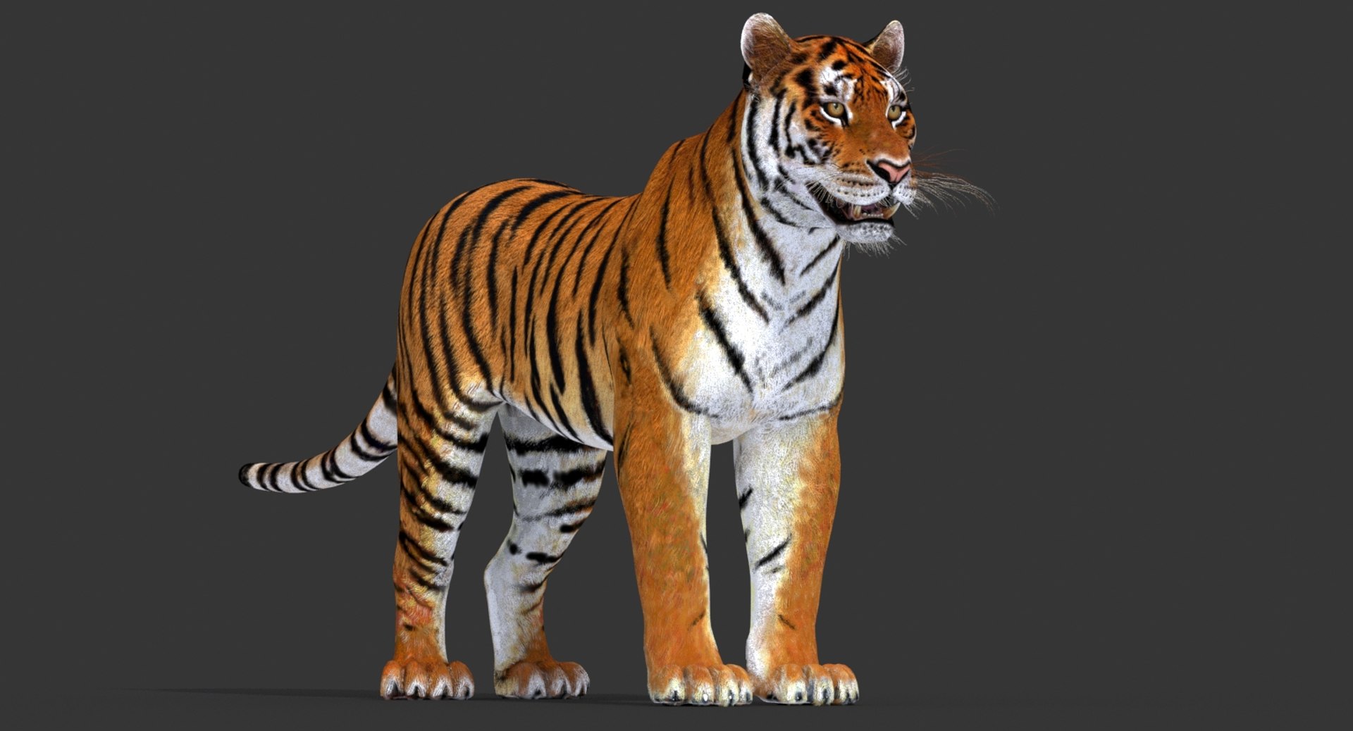 Realistic 3D Model of Tiger for your Game