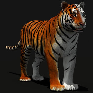 Tiger 3D Model in White and Natural Colors