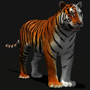 Tiger 3D Model in White and Natural Colors Thumbnail