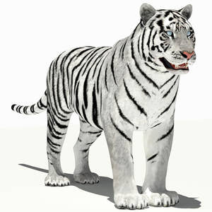 White Tiger 3D Model for Download Thumbnail