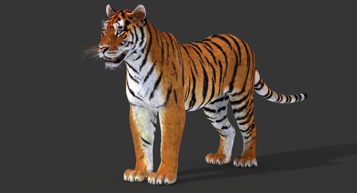 Realistic Tiger 3D Model for Download