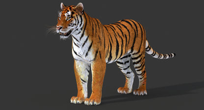 Big Cats 03 3D Model