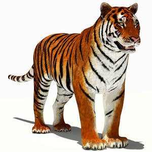 Tiger 3D Model for Download Thumbnail