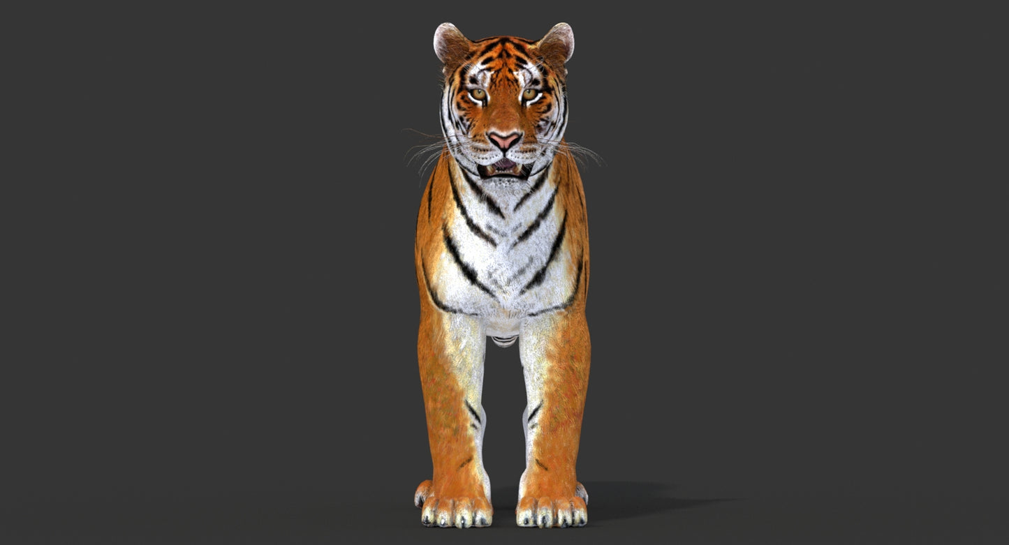 Big Cats 03 3D Model