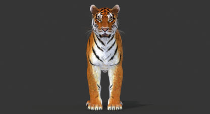 Big Cats 03 3D Model