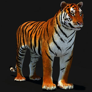 Animated Tiger 3D Model with White and Natural Variations Thumbnail
