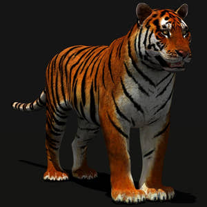 Tiger 3D Model for Download Thumbnail