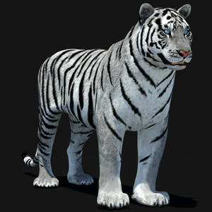 Animated Tiger 3D Model with White and Natural Variations Thumbnail