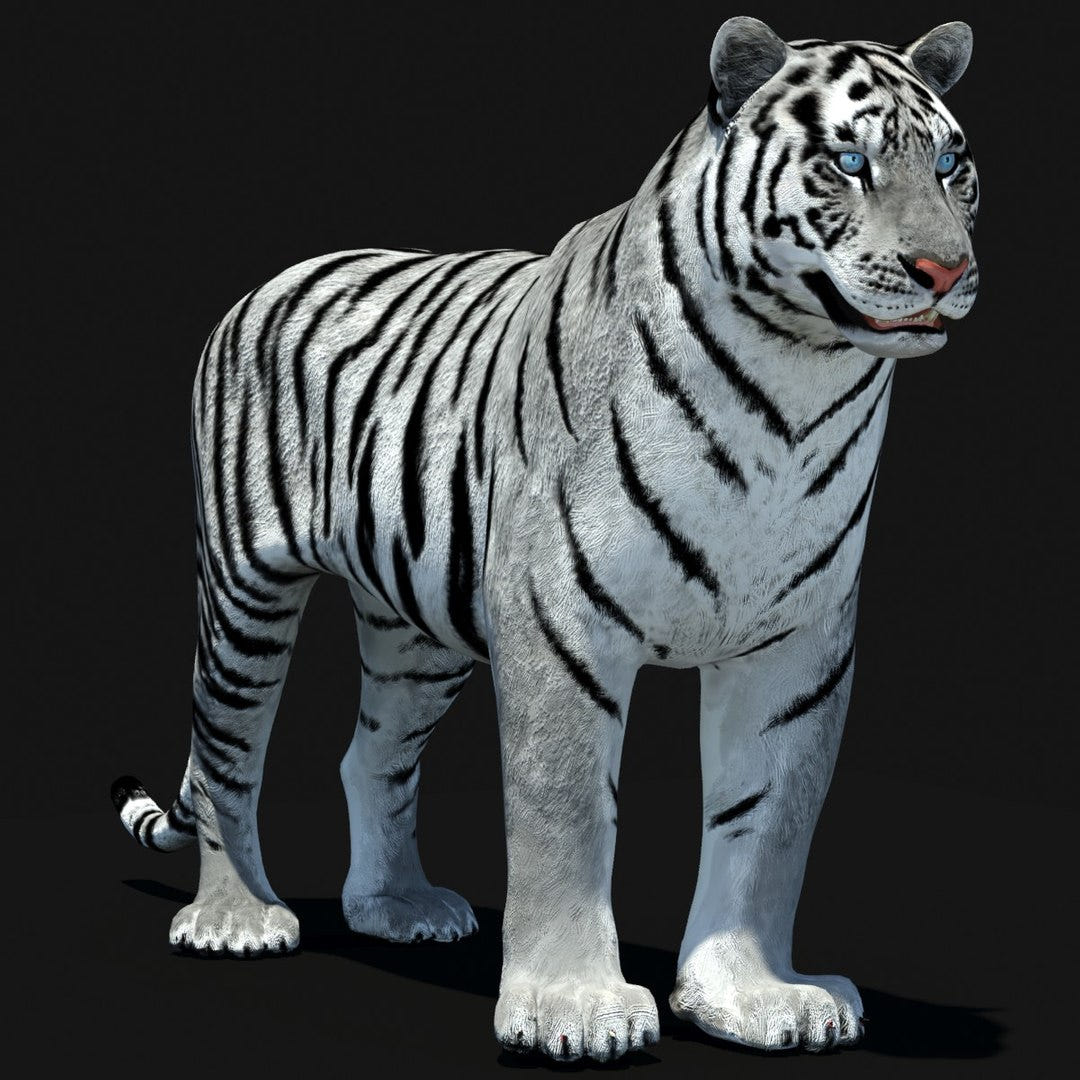 Animated Tiger 3D Model with White and Natural Variations