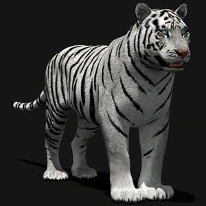 White Tiger 3D Model for Download Thumbnail