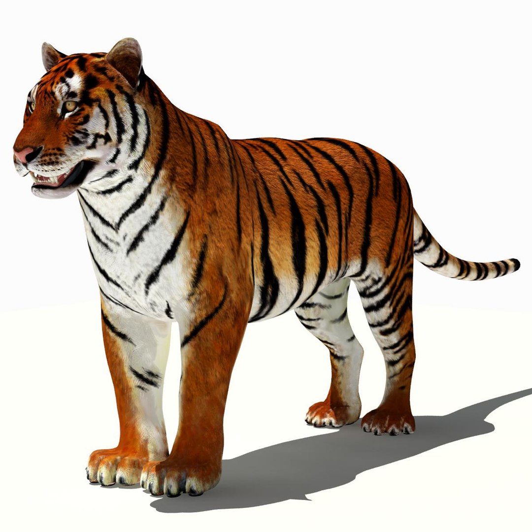 Tiger 3D Model for Download