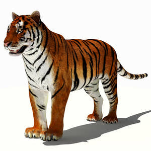Tiger 3D Model for Download Thumbnail