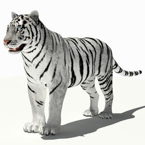 Tiger White and Natural 3D Model Thumbnail