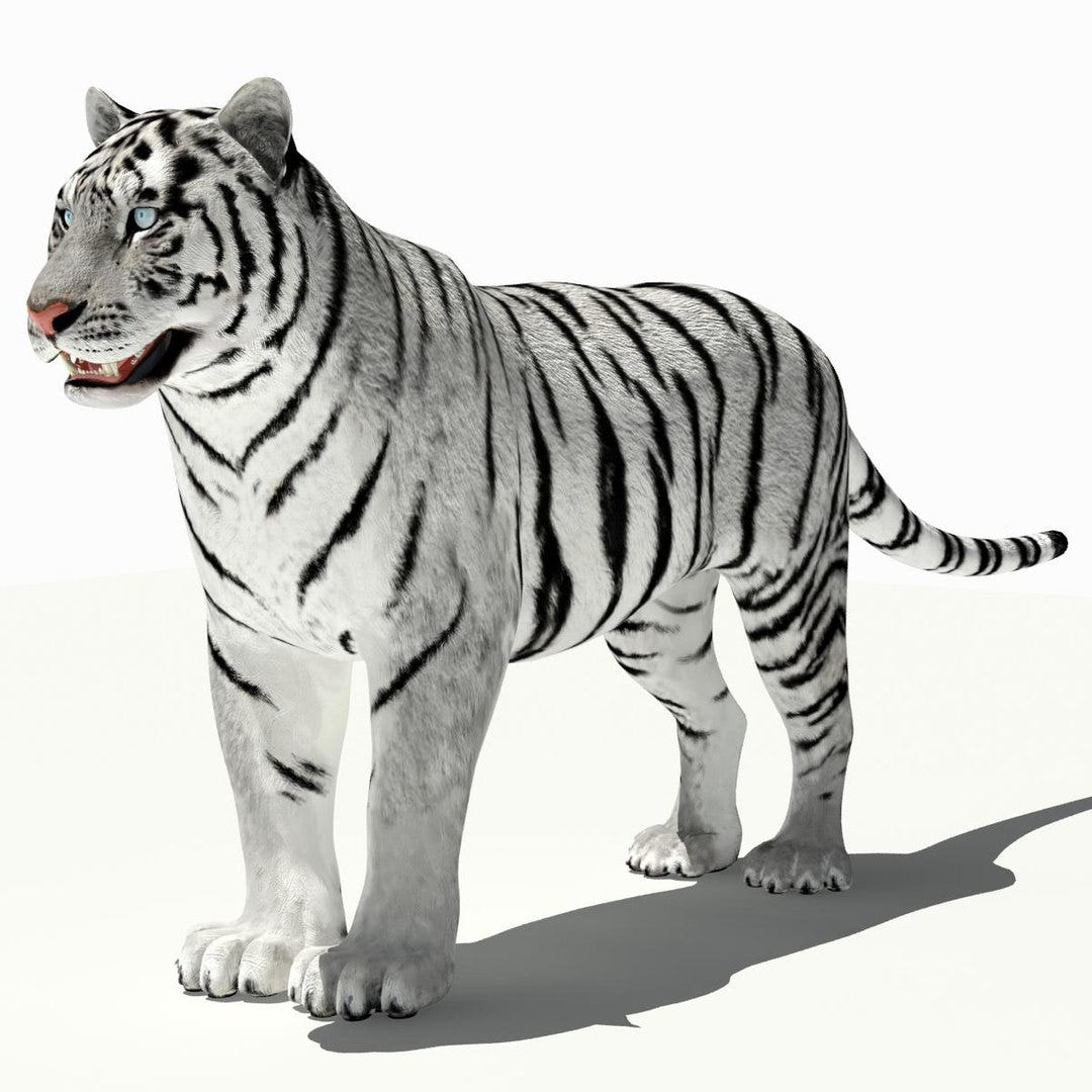 Tiger White and Natural 3D Model