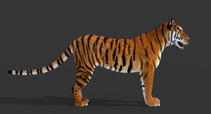 Realistic 3D Tiger Model for Download Thumbnail