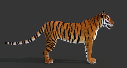 Big Cats 03 3D Model