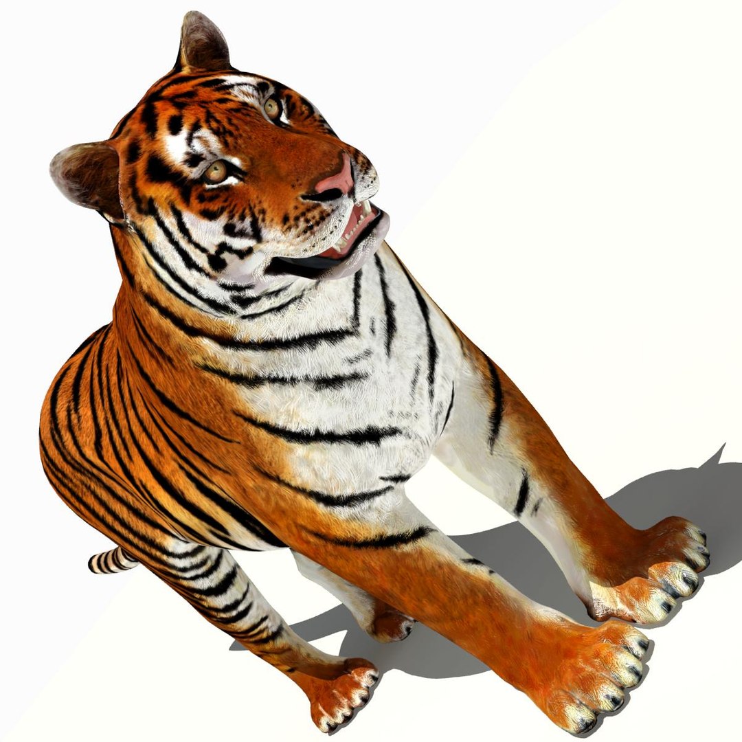 Tiger White and Natural 3D Model
