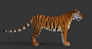 Big Cats 3D Model Thumbnail