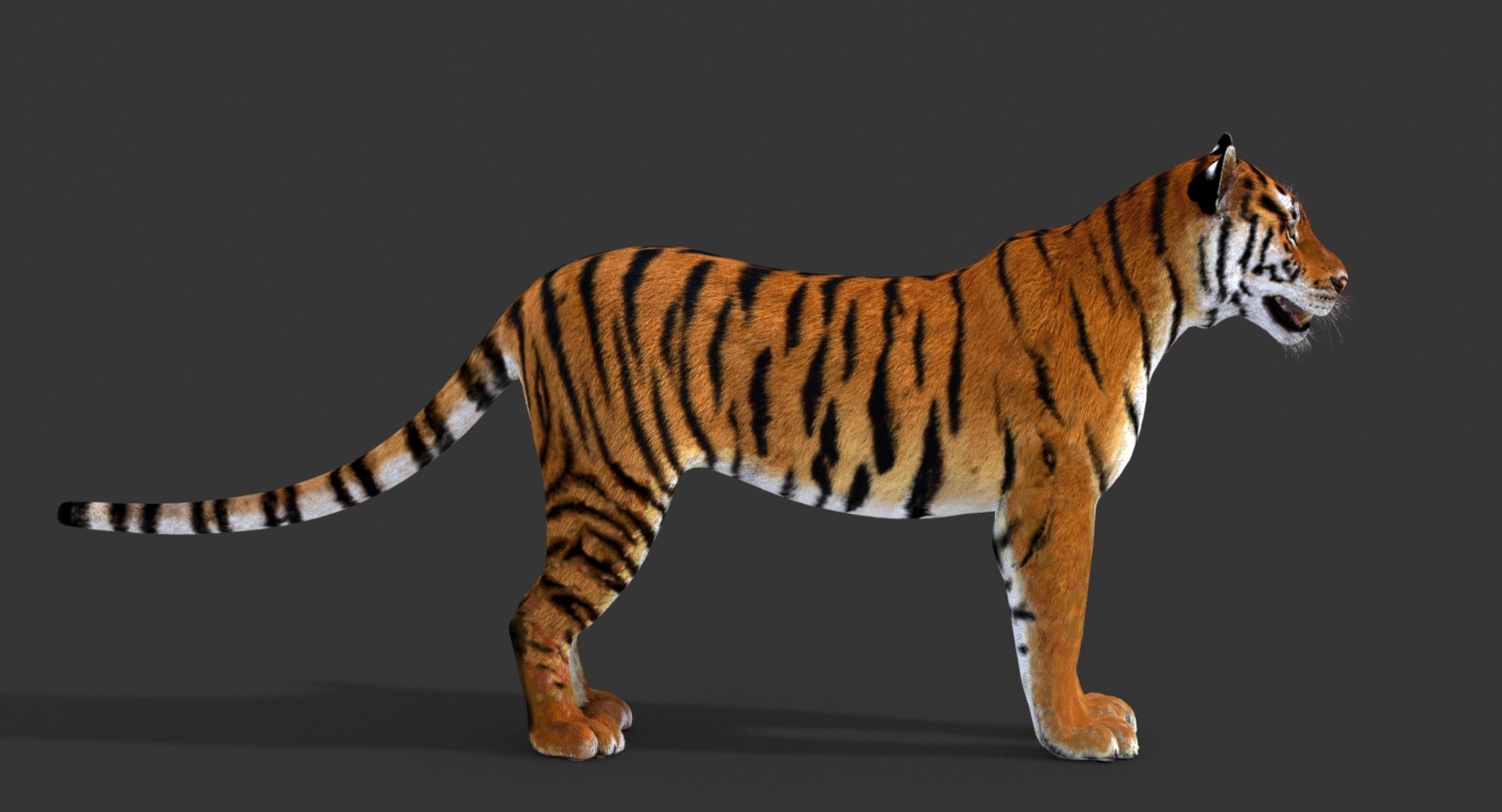 Big Cats 3D Model