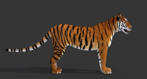 Big Cats 3D Model Thumbnail