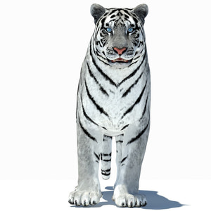 Animated Tiger 3D Model with White and Natural Variations Thumbnail