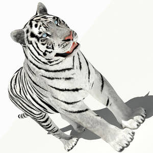 Tiger White and Natural 3D Model Thumbnail