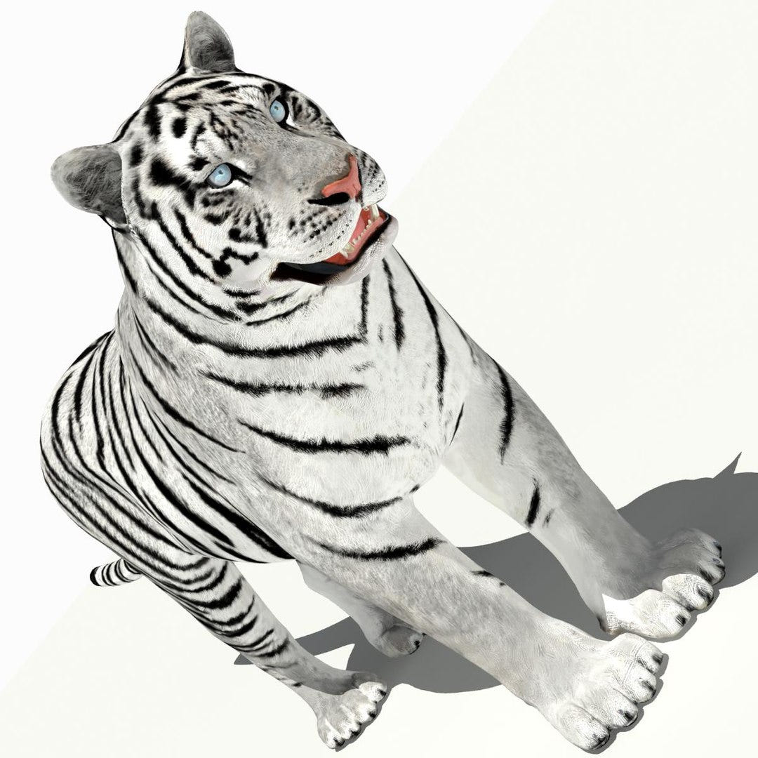 Tiger White and Natural 3D Model