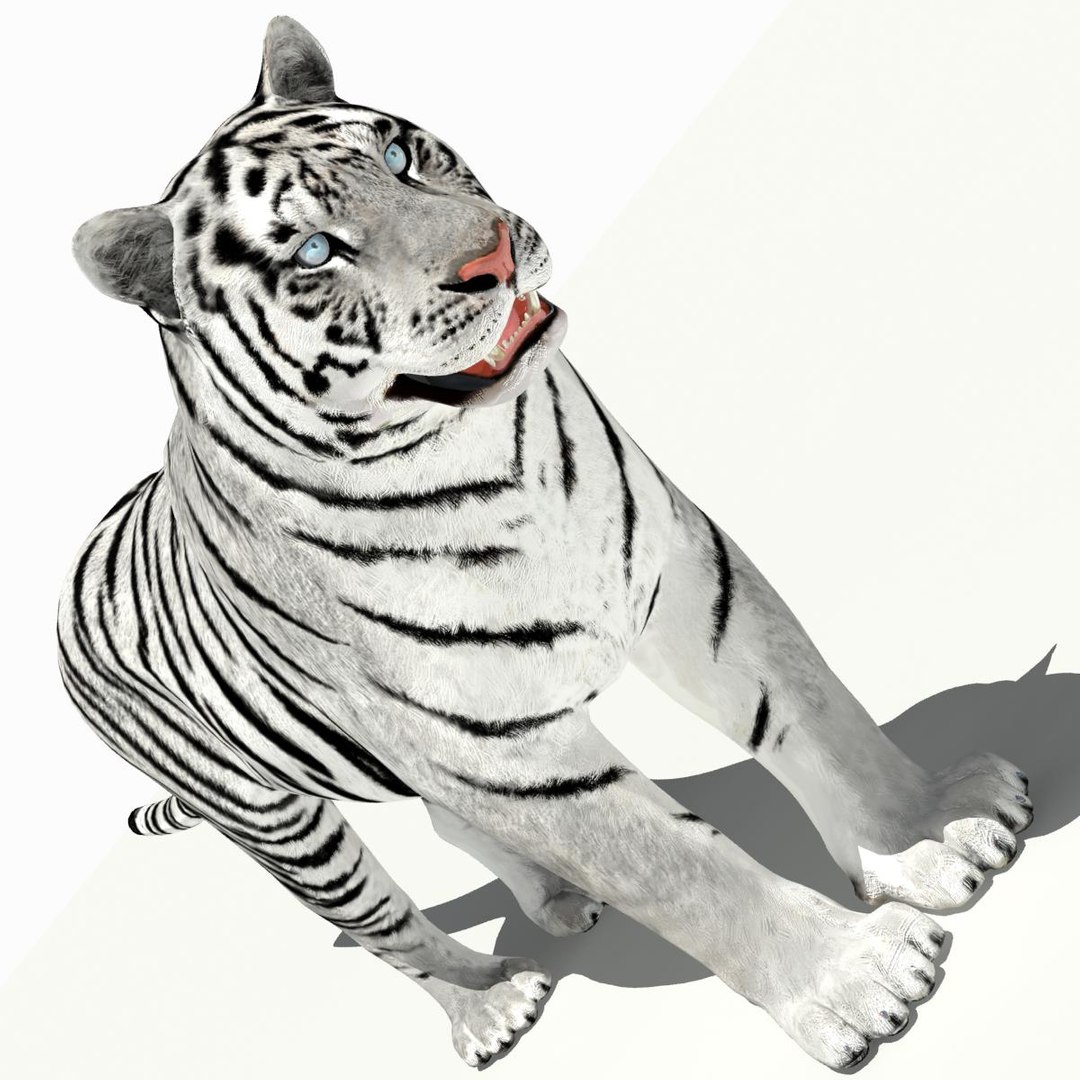 Tiger White and Natural 3D Model