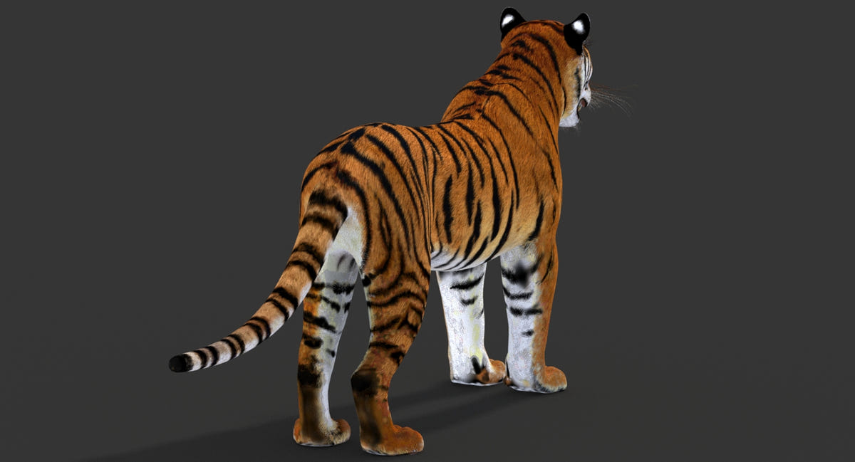 3D Model of a Tiger on a dark gray background